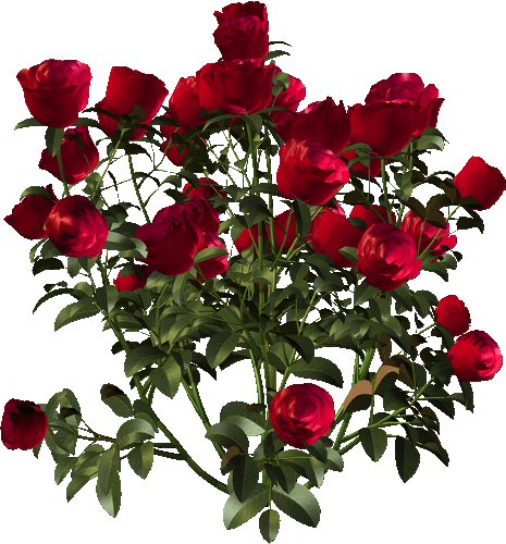 blumen2110 blumen2110