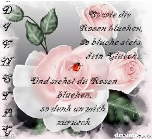 rose30 rose30