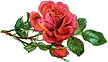 blume2 blume2
